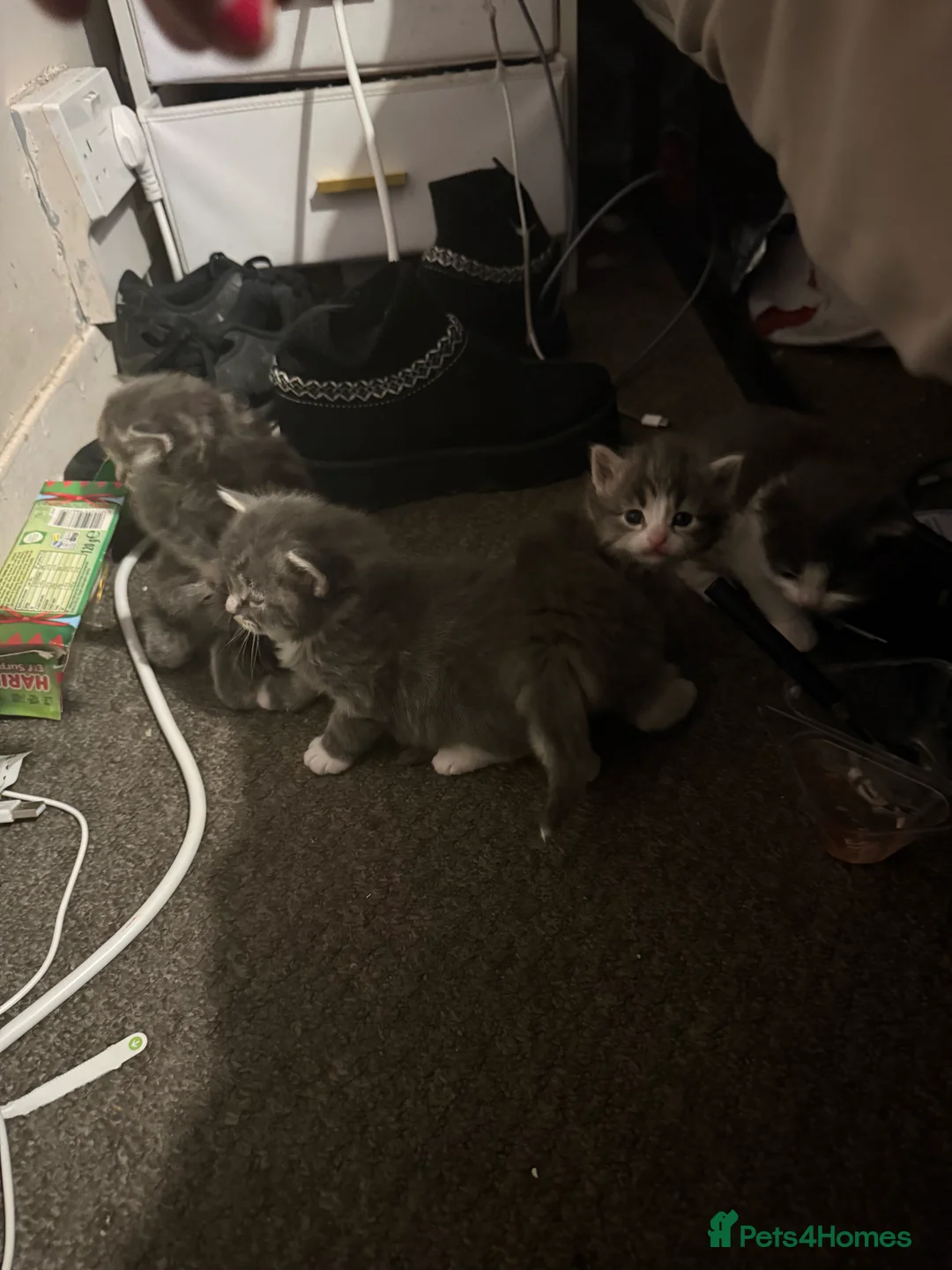 Norwegian Forest Cat cats for sale: Fluffy purrfeecctt bundles of love  - Advert 8