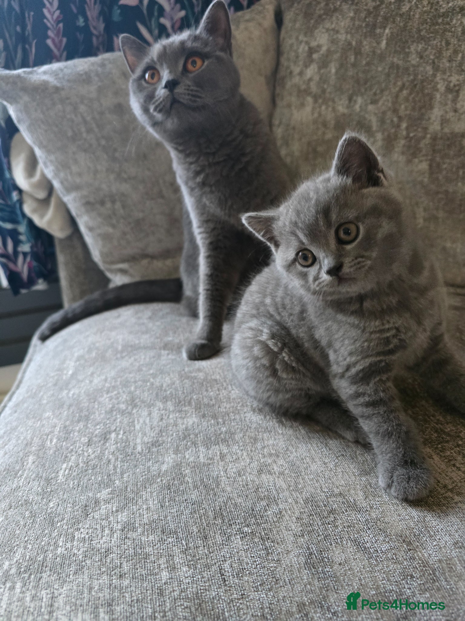 British Shorthair cats Beautiful blue shorthair  - Advert 8