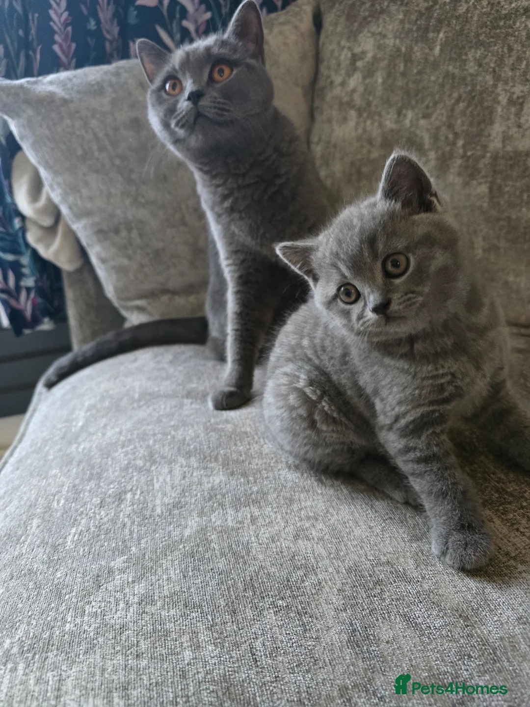 British Shorthair cats for sale: Beautiful blue shorthair  in Maidstone - Advert 2