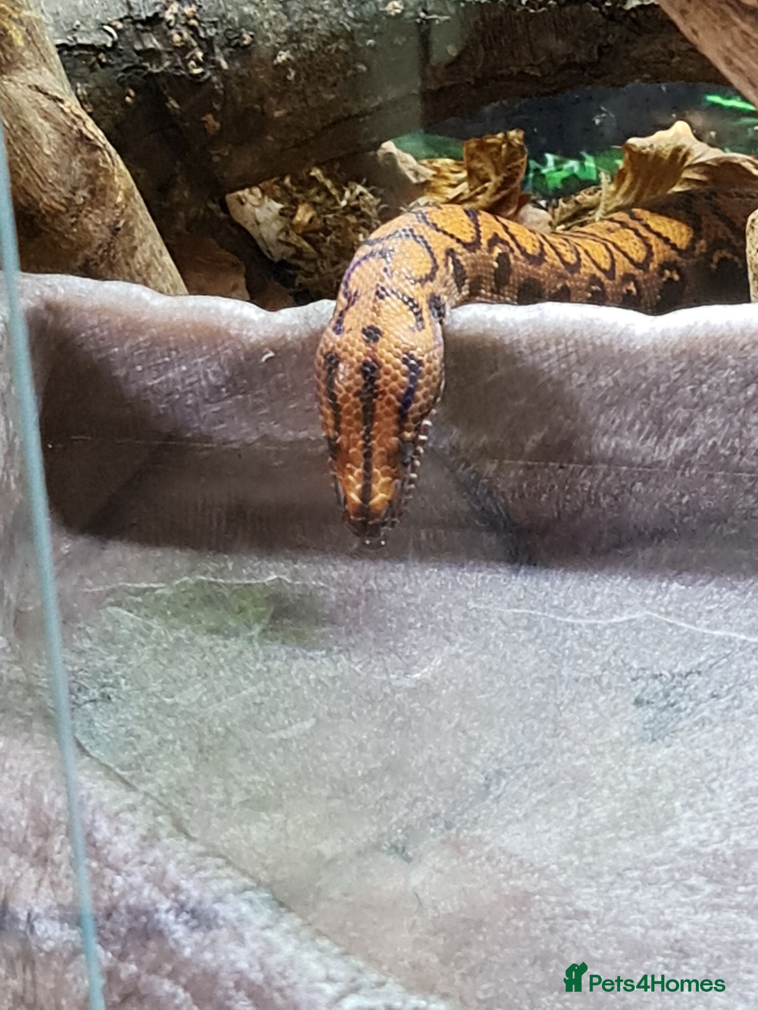 Boa Snake reptiles 12 year old Brazilian rainbow boa - Advert 1
