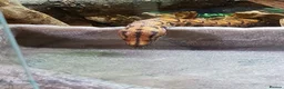 Boa Snake reptiles for sale: 12 year old Brazilian rainbow boa - Advert 1