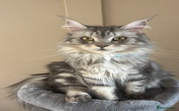 Maine Coon cats for sale: Beautiful blue smoke torbie Maine coon kittens  - Image 11