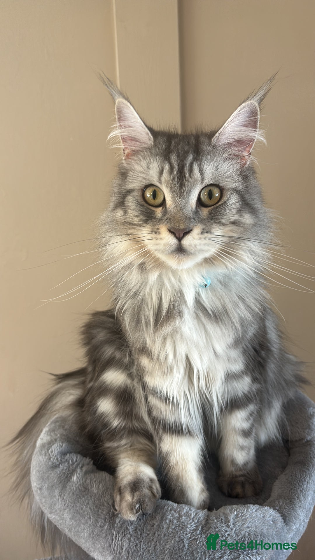 Maine Coon cats for sale: Beautiful blue smoke torbie Maine coon kittens  - Image 11