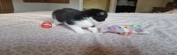 Exotic cats for sale: 2 male exotic cross kittens  - Advert 5