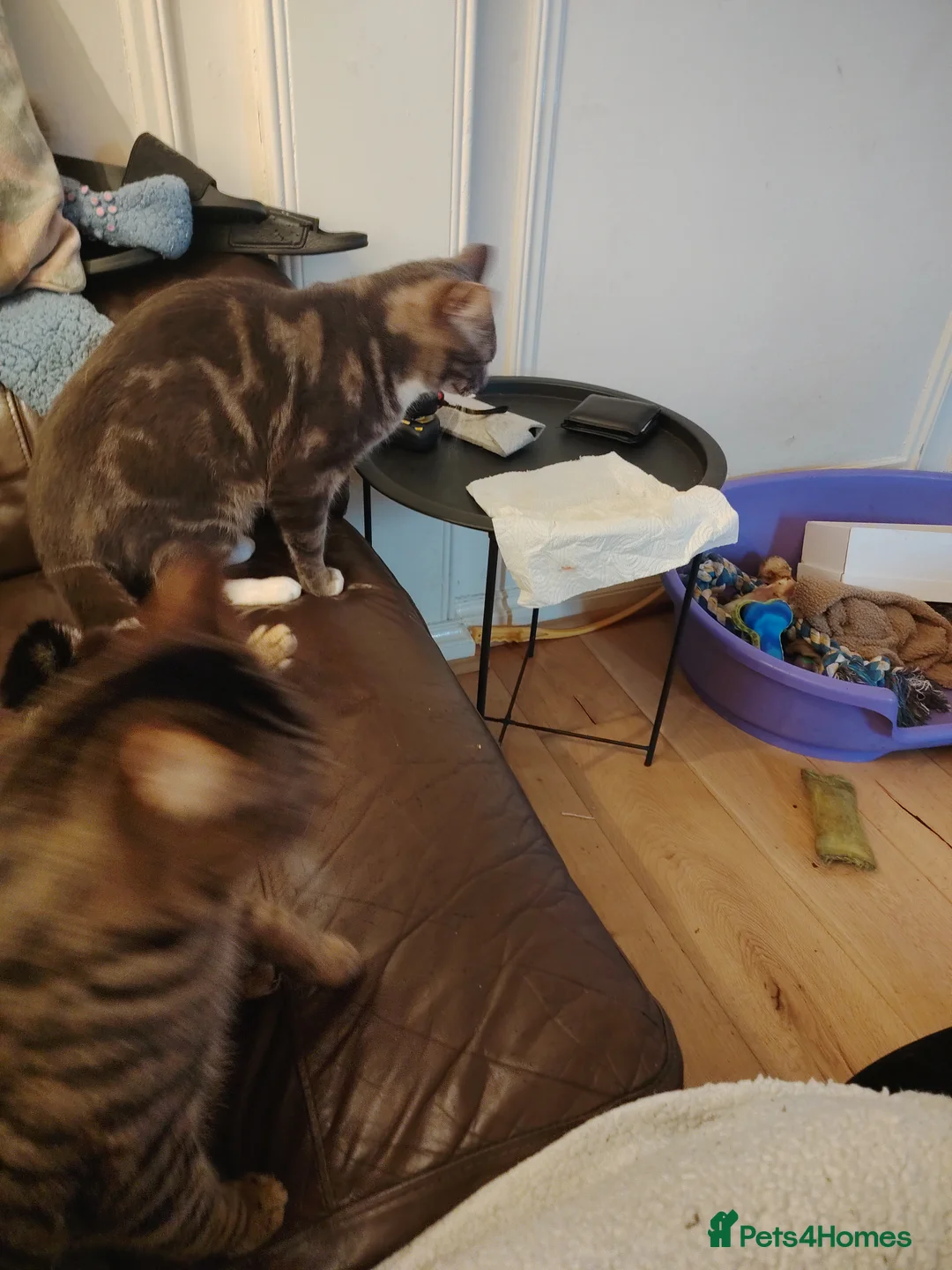 Mixed Breed cats for sale: Bengal ** ilver tabby for sale  in Carlisle - Advert 2