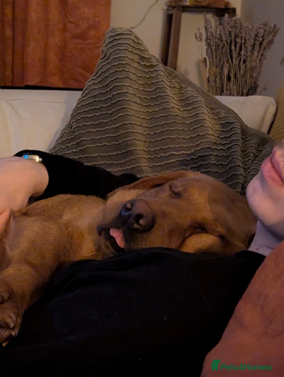 Labrador Retriever dogs for sale: RESERVED Reeva Fox Red Labrador  - Advert 4