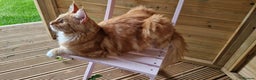 Maine Coon cats for sale: 16 month neutered male - Advert 1