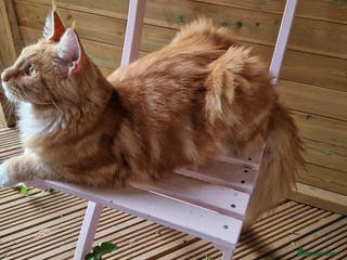 Maine Coon cats 16 month neutered male - Advert 11