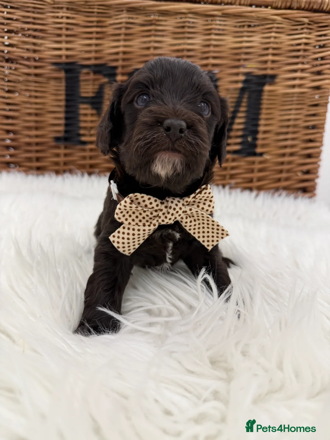 Cavapoo dogs for sale: F1 E ** tensively health tested cavapoos  - Advert 15