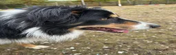 Border Collie dogs for sale: Beautiful Tri coloured collie puppies for sale - Advert 5