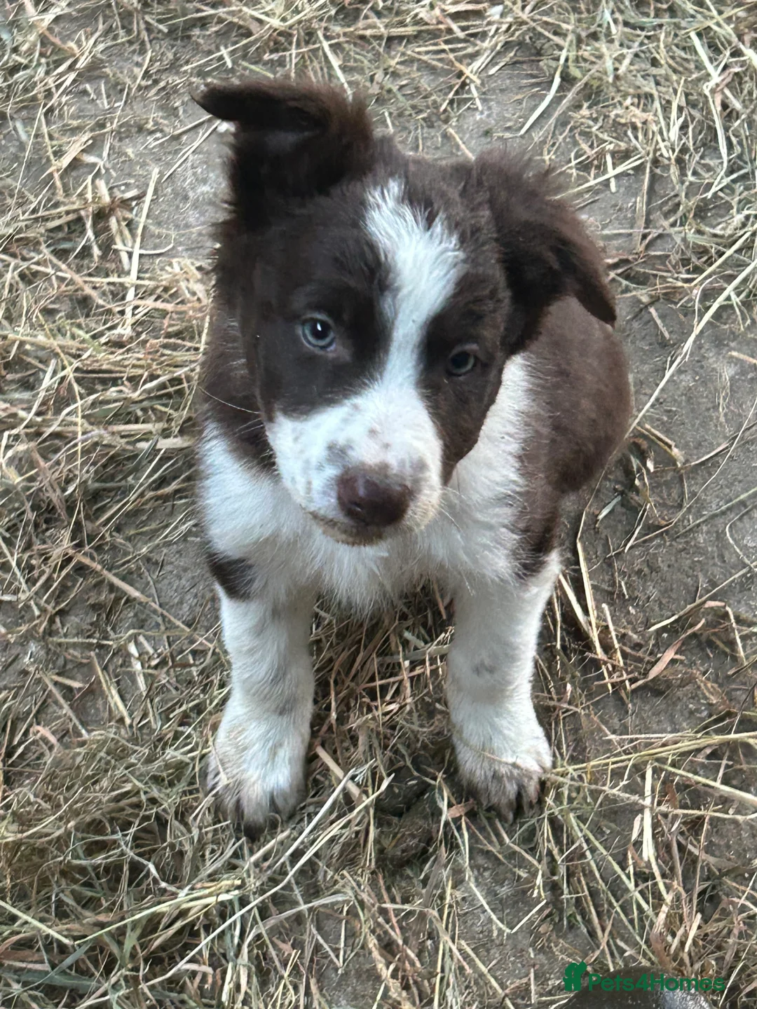 Border Collie dogs for sale: Border collie pups in Beith - Advert 2