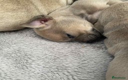 Mixed Breed dogs for sale: 9 French chihuahua - Advert 1