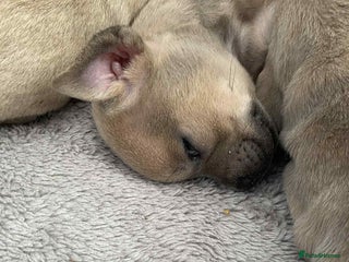 Mixed Breed dogs 9 French chihuahua - Advert 2