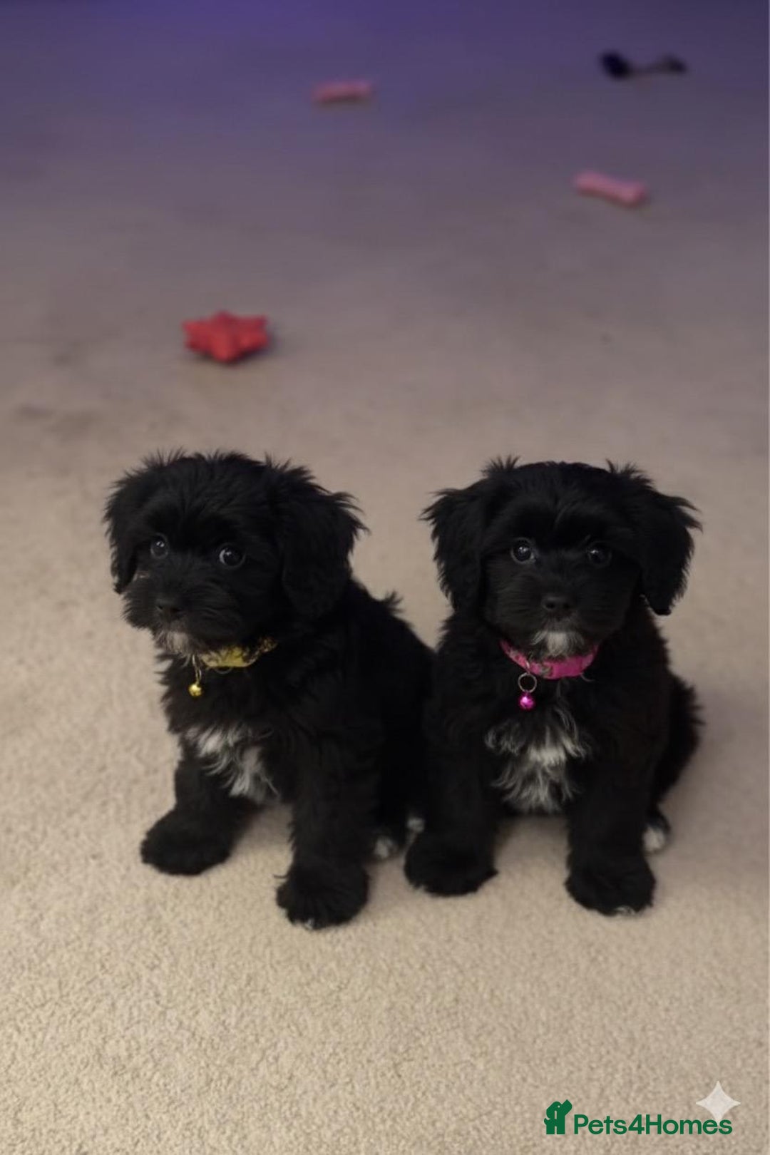 Cockapoo dogs for sale: Cockapoo puppies for sale  - Advert 2