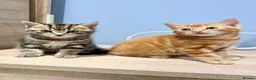 Mixed Breed cats for sale: Kittens - Advert 4