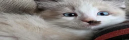 Ragdoll cats for sale: Pure Ragdoll Kittens  - Advert 24