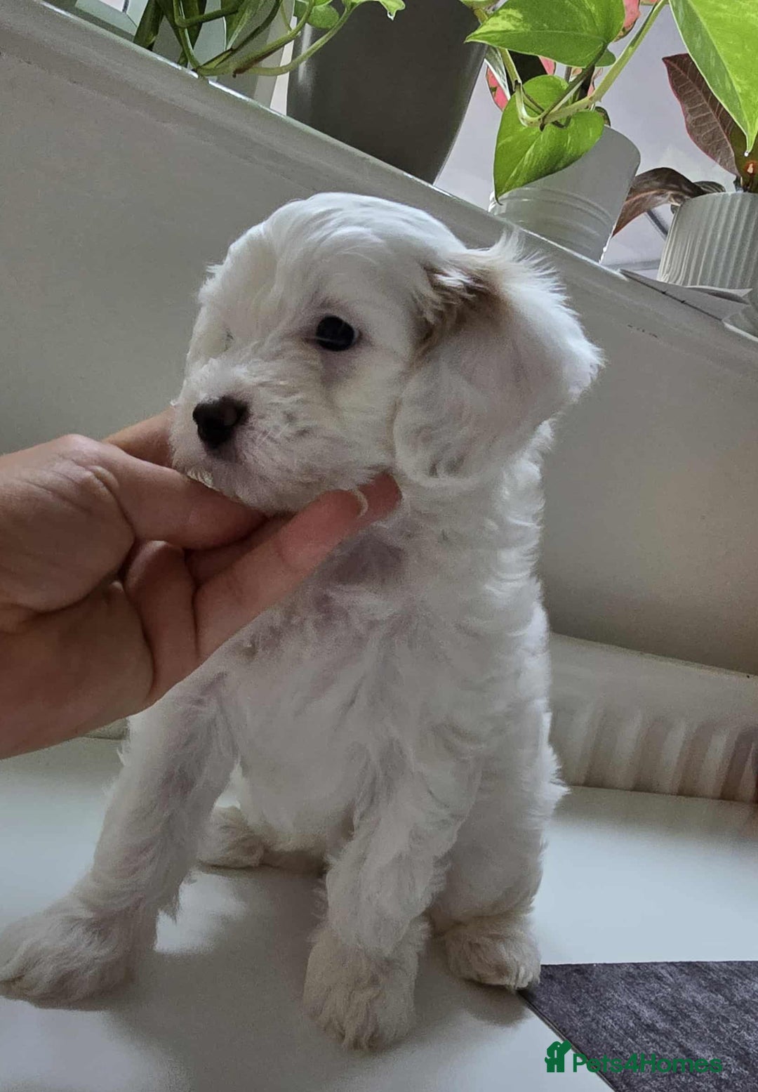 Australian Labradoodle dogs for sale: MINI Australian Labradoodle  in Leicester - Image 6