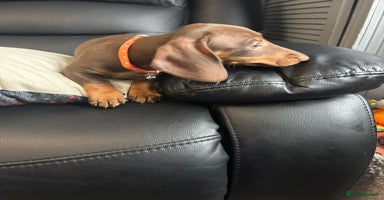 Dachshund dogs - Advert 15