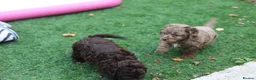 Cavapoo dogs for sale: F1 rare chocolate/choc Merle Cavapoo pups - Advert 6