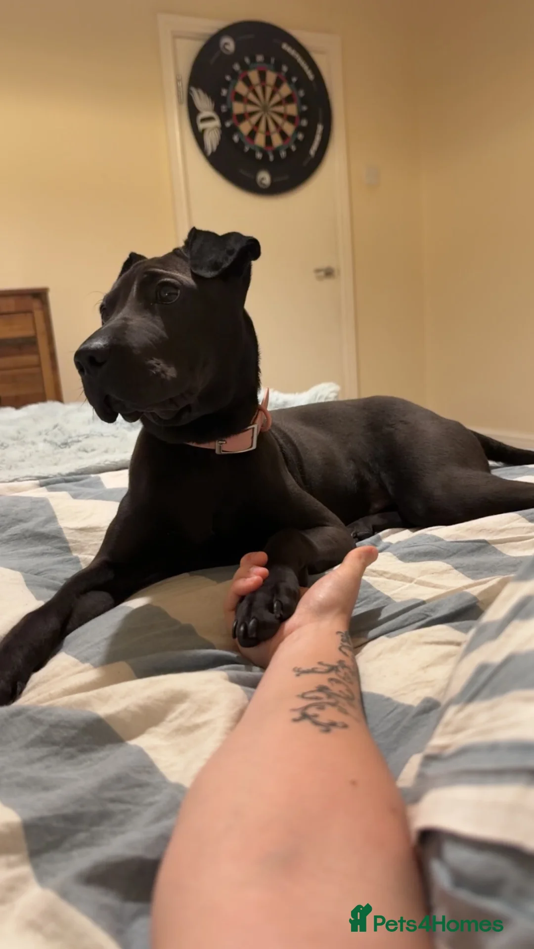 Mixed Breed dogs for sale: Mardy in Plymouth - Advert 2