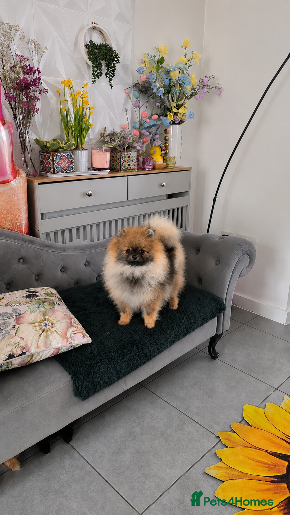Pomeranian dogs REDUCED RARE boy🔝Quality! 40+🏆 in his lines - Advert 2