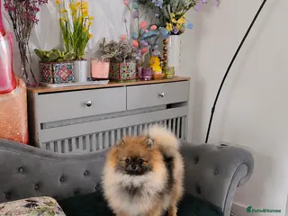 Pomeranian dogs REDUCED RARE boy🔝Quality! 40+🏆 in his lines - Advert 1