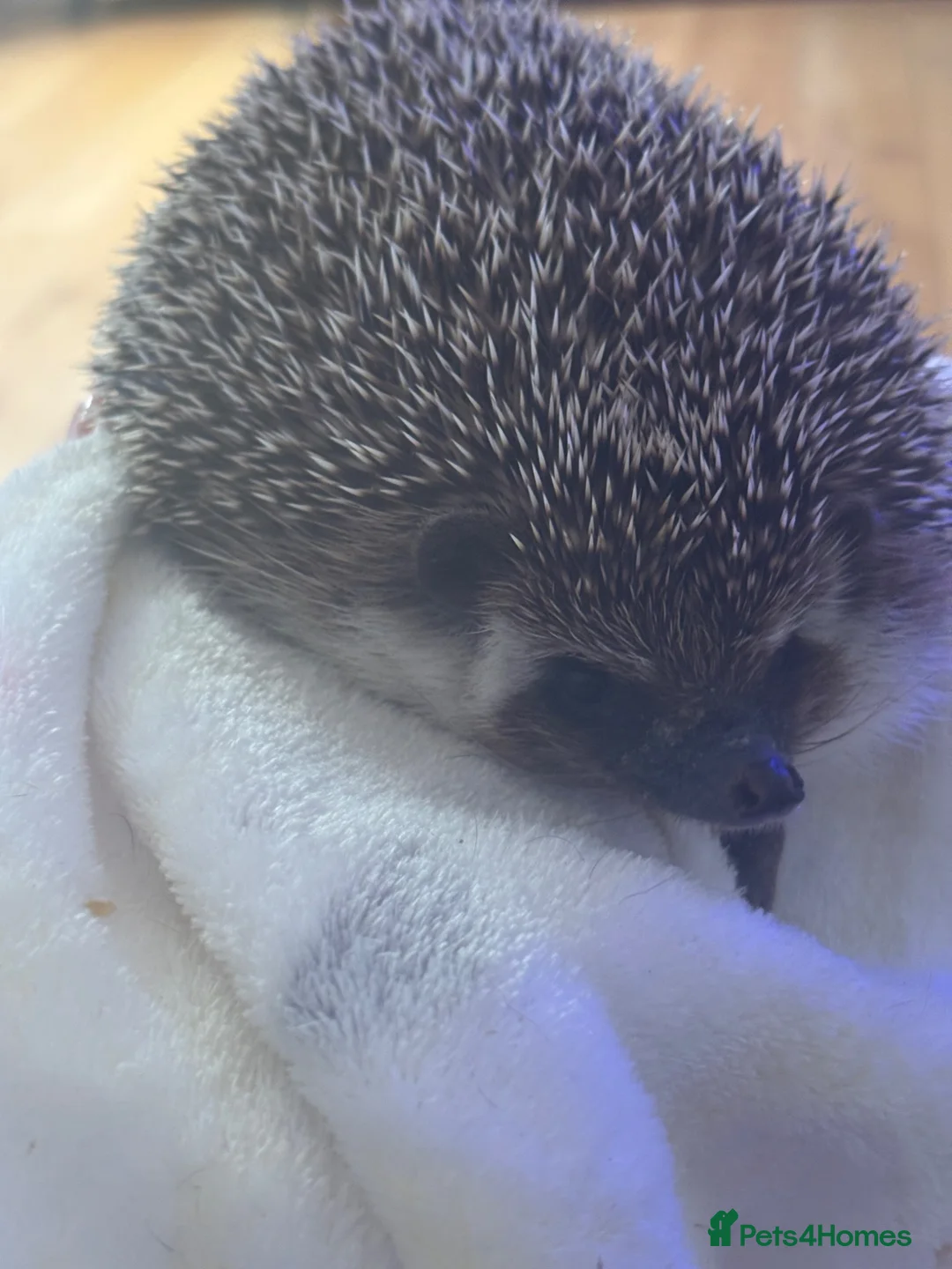 Pygmy Hedgehog rodents for sale: Male African pygmy hedgehog  in Bristol - Advert 2