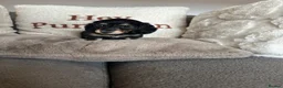 Miniature Dachshund dogs for sale: Miniature Dachshunds - Advert 6