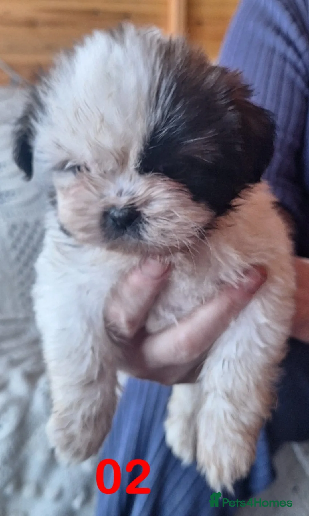 Shih Tzu dogs for sale: Shih-Tzu X Puppies 2xMale - Advert 4