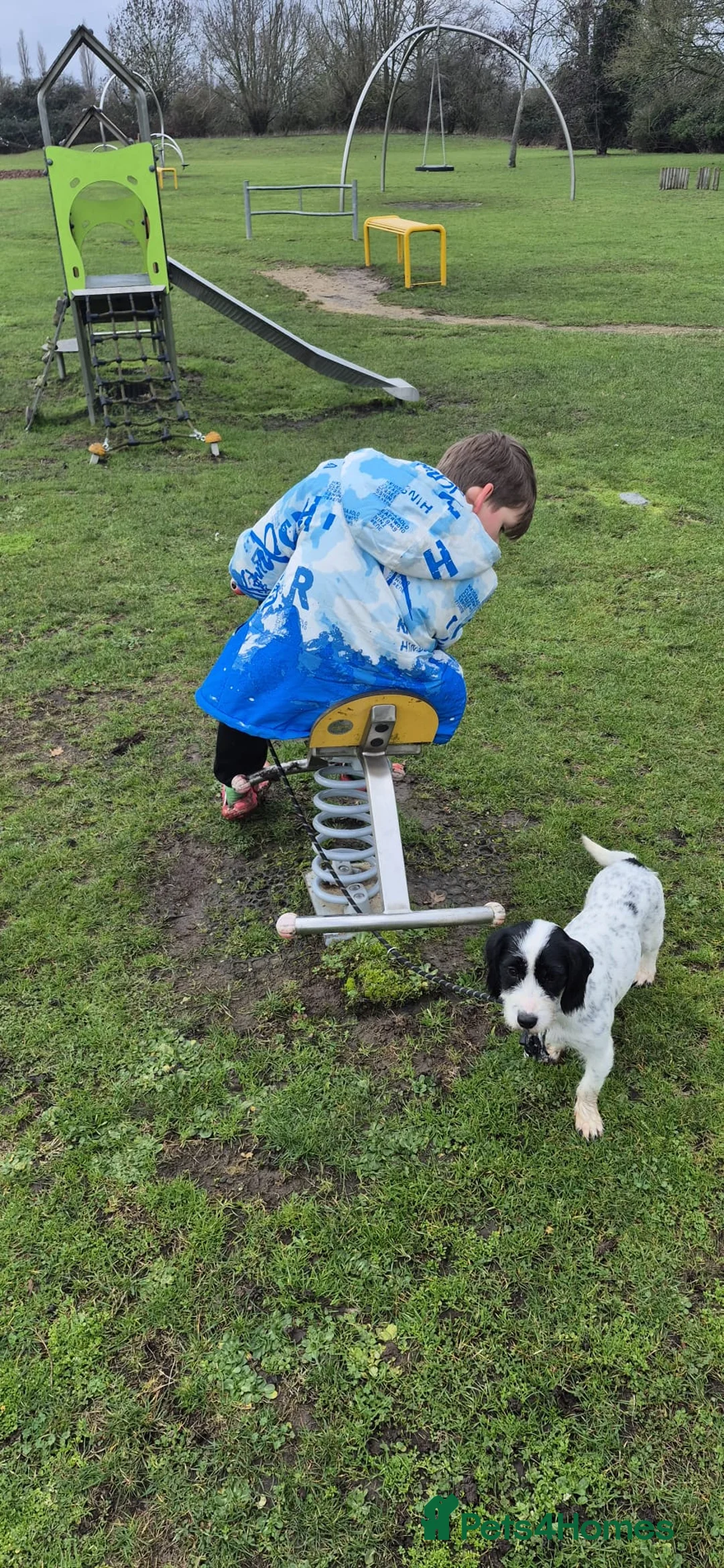 Mixed Breed dogs for sale: Spaniel cross - Advert 4