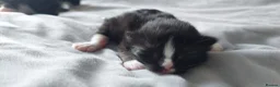 Mixed Breed cats for sale: Long‑Haired Ragdoll Cross Tortoiseshell Kittens - Advert 41