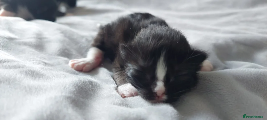 Mixed Breed cats for sale: Long‑Haired Ragdoll Cross Tortoiseshell Kittens - Advert 41