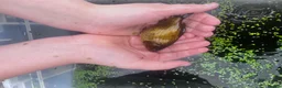 Goldfish fish for sale: Ten Gold fish 1-2 years old  in Chorley - Advert 4