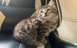 Mixed Breed cats for sale: Five Gorgeous Kittens available now ! - Image 20