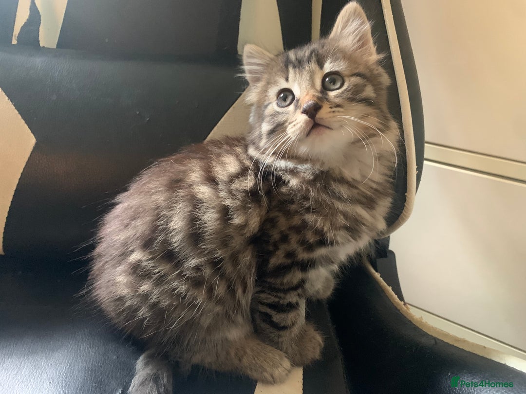 Mixed Breed cats for sale: Five Gorgeous Kittens available now ! - Image 20