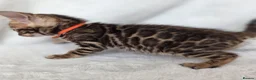 Bengal cats for sale: ⚜️Bengal kittens Tica registered ⚜️ - Advert 27
