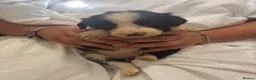 Mixed Breed dogs for sale: Gorgeous border collie x cocker spaniel puppies  in Mablethorpe - Advert 5
