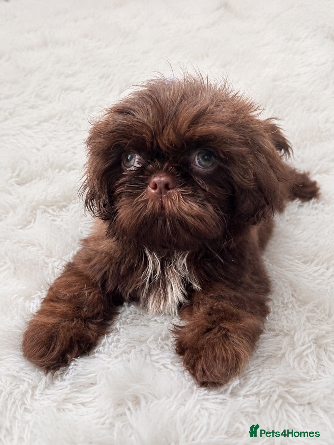 Shih Tzu dogs  Ready Now KC & DNA Health Tested - Advert 2