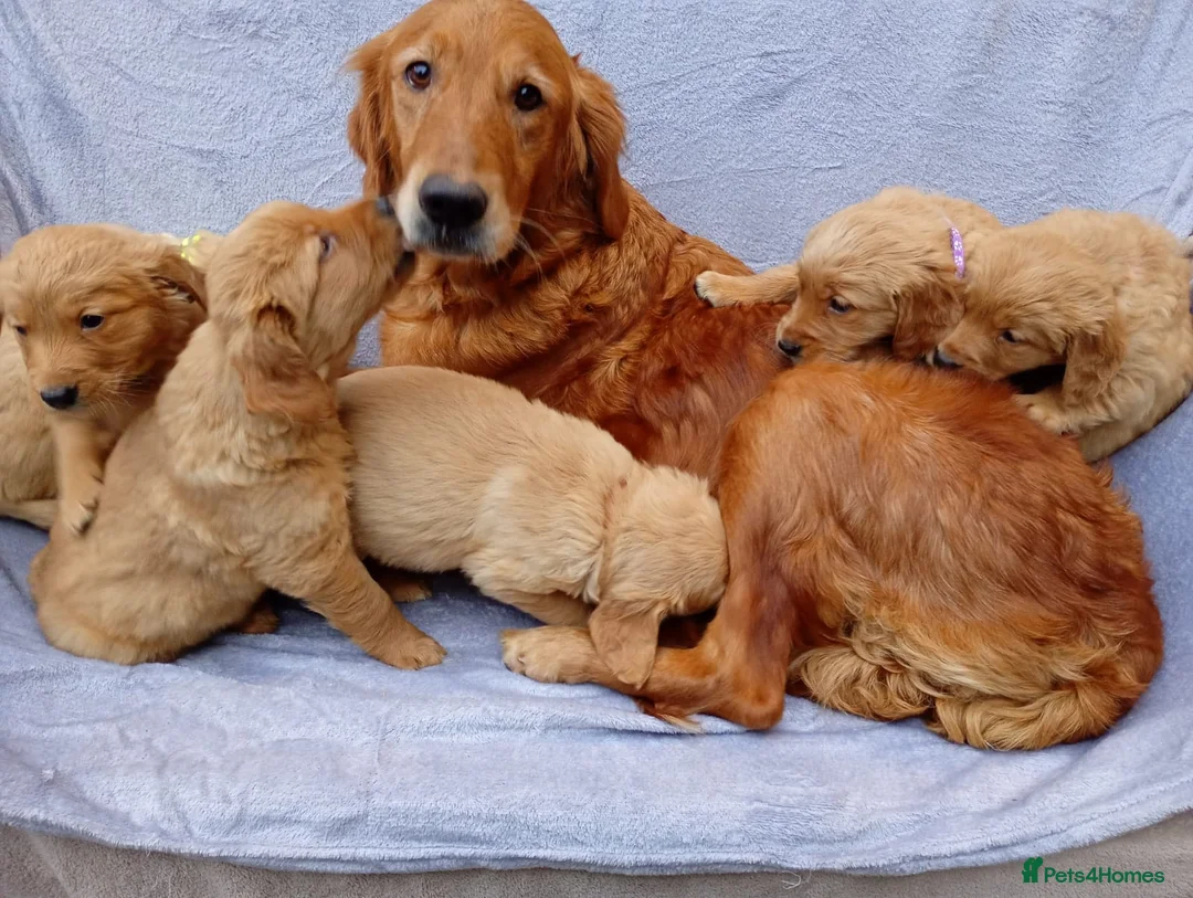Golden Retriever dogs for sale: Golden retriever puppies  - Advert 6