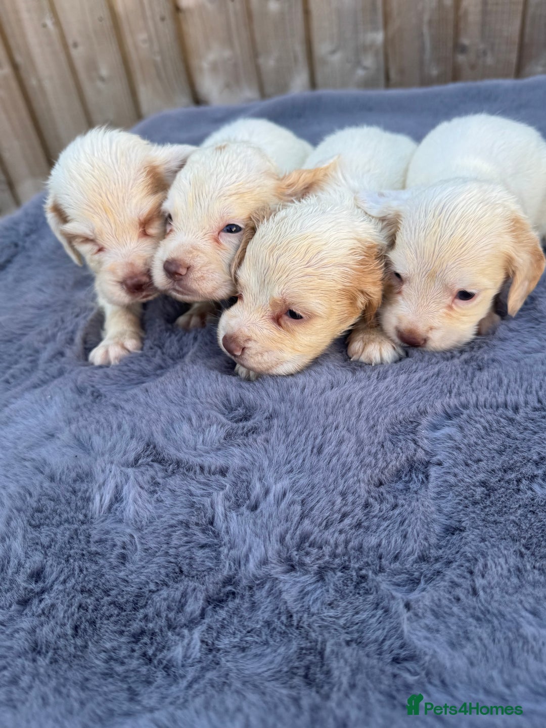 Cocker Spaniel dogs for sale: One male, four girl cocker spaniels - Image 9