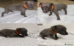 Whippet dogs for sale: ⭐️ LAST beautiful - KC Whippet pup. ⭐️ - Image 5