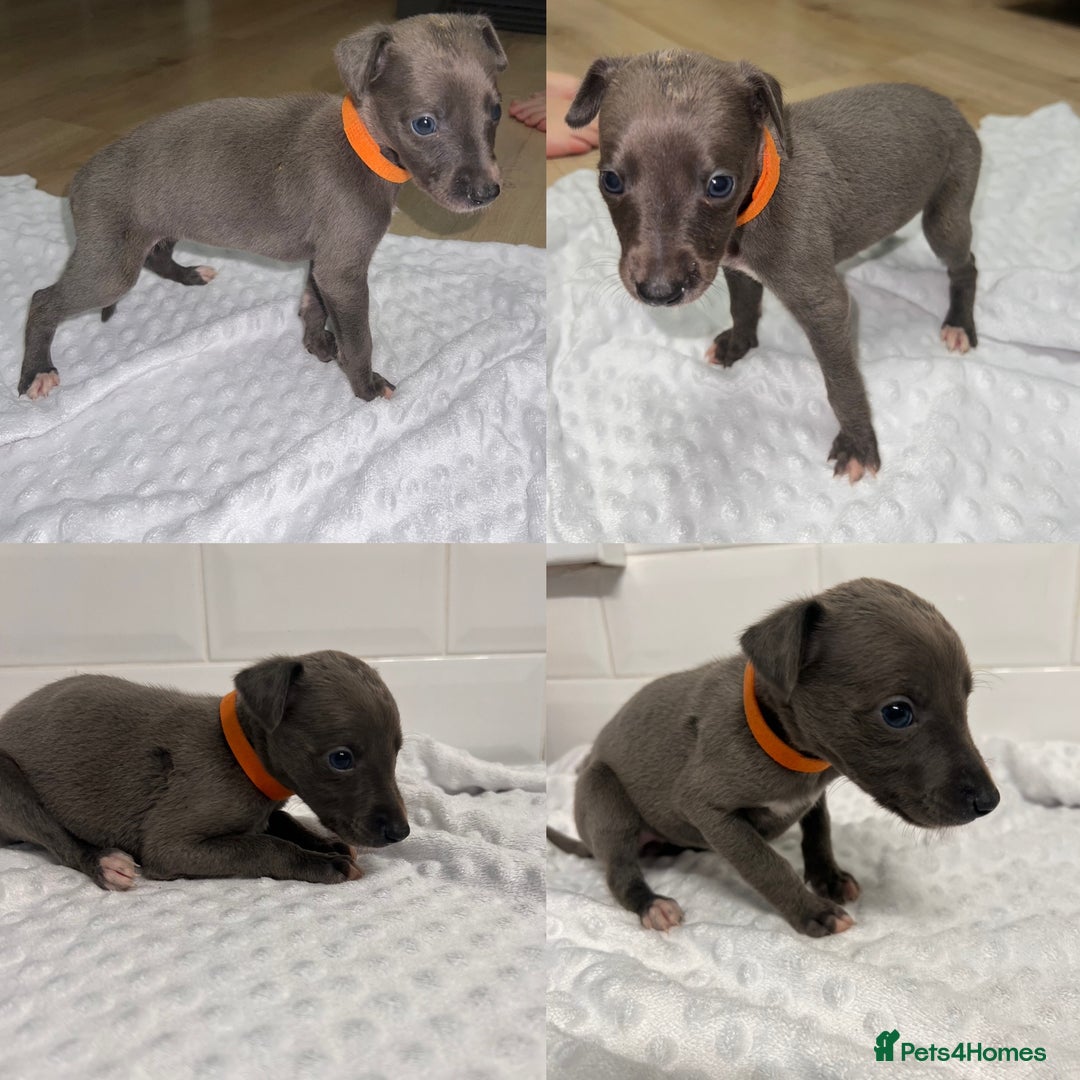 Whippet dogs for sale: ⭐️ LAST beautiful - KC Whippet pup. ⭐️ - Image 5