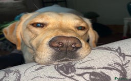 Labrador Retriever dogs for sale: Fully vaccinated chunky pedigree pups  - Advert 5