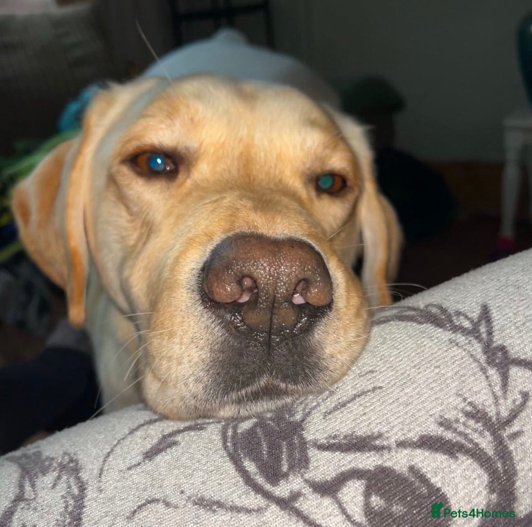 Labrador Retriever dogs for sale: Fully vaccinated chunky pedigree pups  - Advert 5