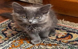 Mixed Breed cats for sale: Beautiful grey fluffy kitten  - Image 2