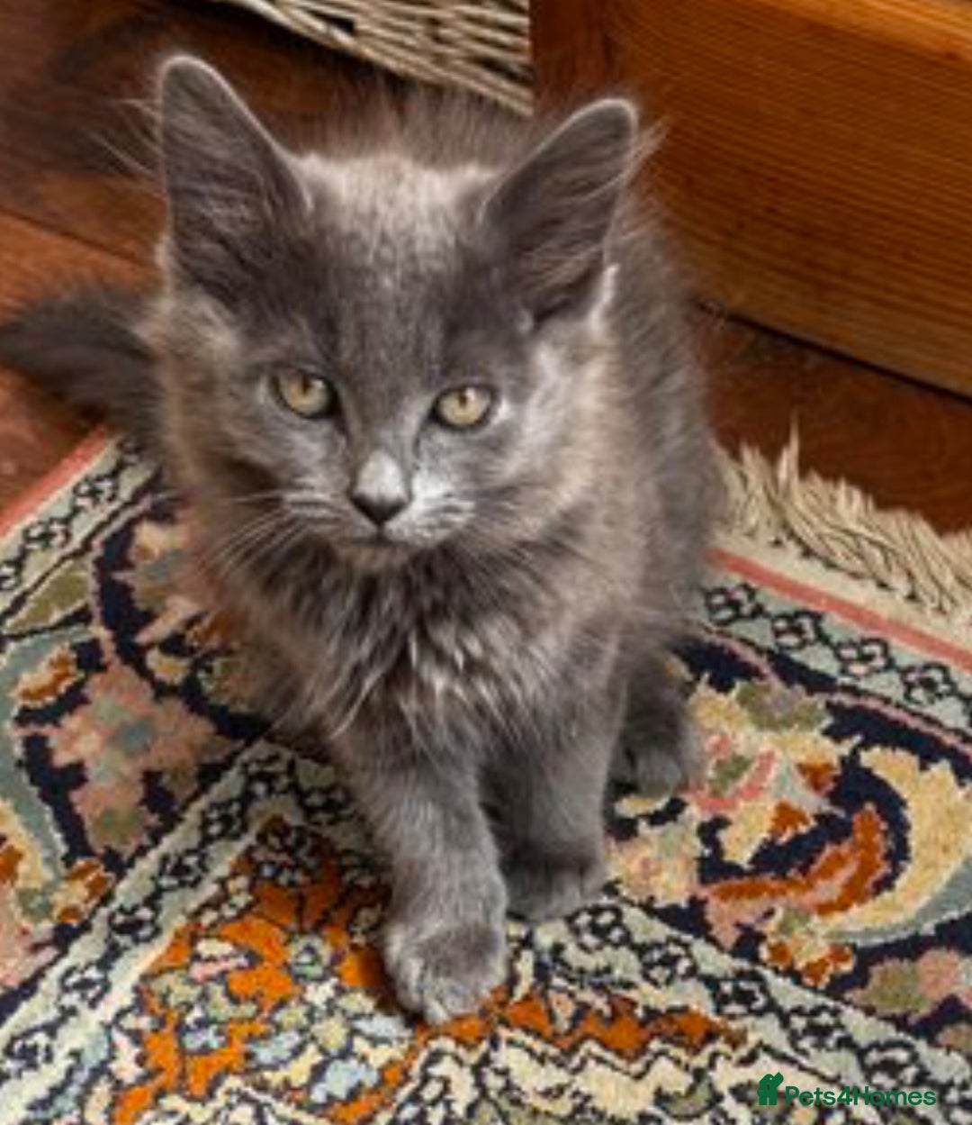 Mixed Breed cats for sale: Beautiful grey fluffy kitten  - Image 2