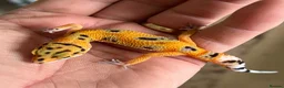 Leopard Gecko reptiles for sale: Leopard Gecko Babies - Advert 4
