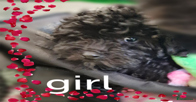 Toy Poodle dogs - Advert 1