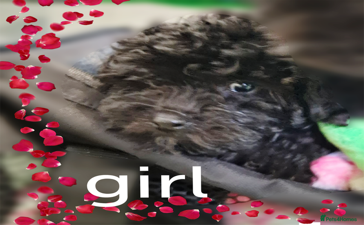 Toy Poodle dogs - Advert 11