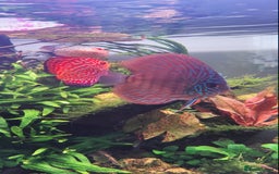 Discus fish for sale: 4 x discus fish for sale  - Image 6